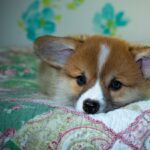 Reddybook: Revolutionizing Digital Publishing and Community Engagement in 2026