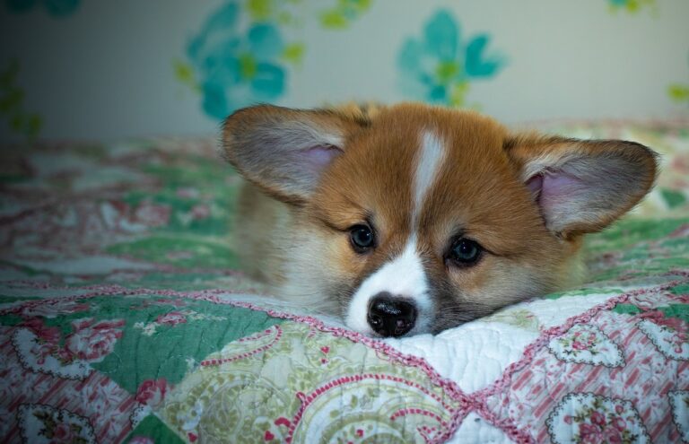 99exch Review: The Complete Guide to India’s Premier Crypto Exchange Platform